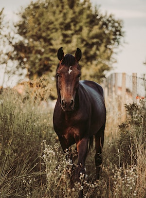 image of a horse in a field